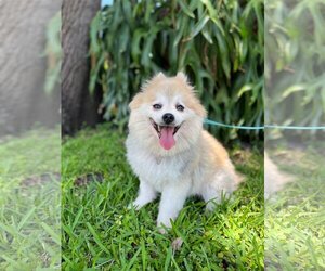 Pomeranian Dogs for adoption in Davie, FL, USA