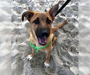 Mutt Dogs for adoption in Salinas, CA, USA