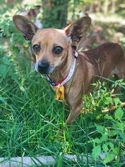 Chihuahua Dogs for adoption in VACAVILLE, CA, USA