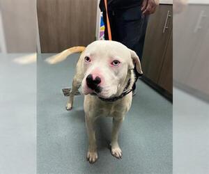 American Staffordshire Terrier Dogs for adoption in Baytown, TX, USA
