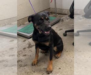 Shepweiller Dogs for adoption in Camarillo, CA, USA