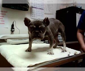 French Bulldog-Unknown Mix Dogs for adoption in Martinez, CA, USA