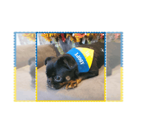 Brussels Griffon-Unknown Mix Dogs for adoption in Princeton, MN, USA
