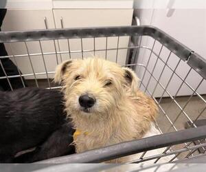 Cairn Terrier-Unknown Mix Dogs for adoption in HESPERIA, CA, USA