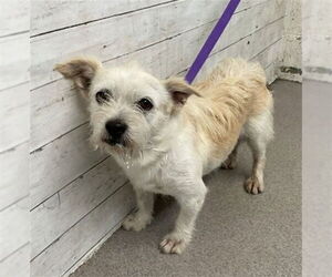 Mutt Dogs for adoption in San Bernardino, CA, USA