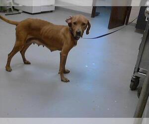 Treeing Walker Coonhound-Unknown Mix Dogs for adoption in Fayetteville, NC, USA