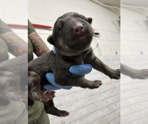 German Shepherd Dog Dogs for adoption in San Bernardino, CA, USA