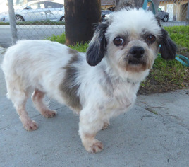 Small Shih Tzu