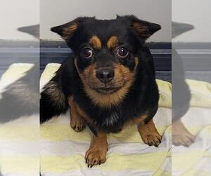 Chiweenie Dogs for adoption in Oakland Park, FL, USA