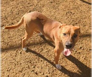 Redbone Coonhound-Unknown Mix Dogs for adoption in Plano, TX, USA