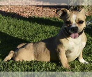 Miniature Bulldog Dogs for adoption in Palo Alto, CA, USA