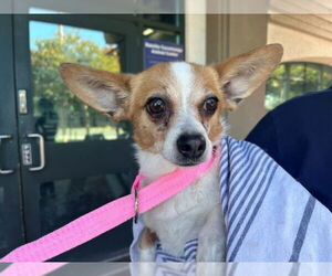Chion Dogs for adoption in Rancho Cucamonga, CA, USA