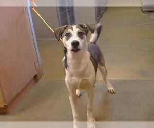 Siberian Husky-Unknown Mix Dogs for adoption in Sacramento, CA, USA
