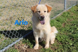 Golden Retriever Dogs for adoption in Nesbit, MS, USA