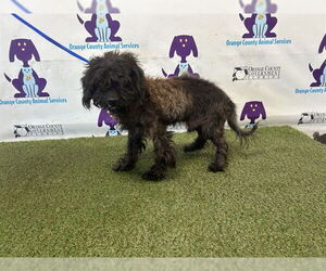 Poodle (Miniature)-Unknown Mix Dogs for adoption in Orlando, FL, USA