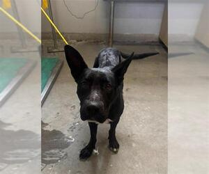 American Pit Bull Terrier-German Shepherd Dog Mix Dogs for adoption in Camarillo, CA, USA