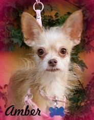 Medium Photo #1 Malchi Puppy For Sale in Anaheim Hills, CA, USA
