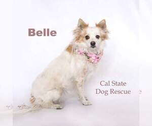 Cava-Corgi Dogs for adoption in Campbell, CA, USA