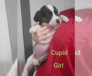 Medium Photo #1 Labrenees Puppy For Sale in Oak Bluffs, MA, USA