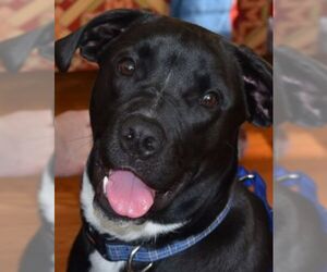 Boxador Dogs for adoption in Huddleston, VA, USA