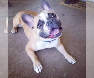 French Bulldog Dogs for adoption in Tempe, AZ, USA