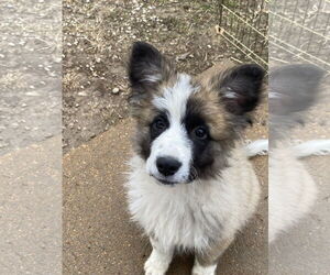 Australian Shepherd-Collie Mix Dogs for adoption in Hillsboro, MO, USA