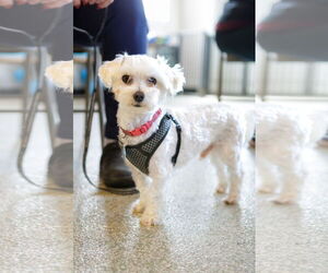 Maltese Dogs for adoption in St. Louis Park, MN, USA