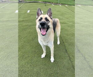 German Shepherd Dog Dogs for adoption in Mt. Airy, MD, USA