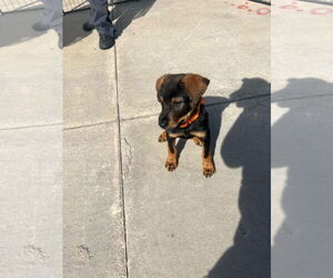 Rottweiler-Unknown Mix Dogs for adoption in Hillsboro, NH, USA