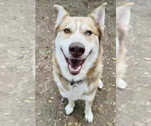 Siberian Husky Dogs for adoption in Santa Barbara, CA, USA