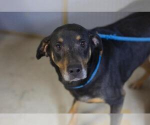 Labrador Retriever-Unknown Mix Dogs for adoption in Mountain Home, AR, USA
