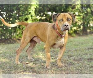 Doubull-Mastiff Dogs for adoption in Tavares, FL, USA
