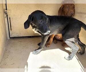 Mutt Dogs for adoption in Oklahoma City, OK, USA