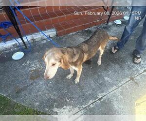 Bloodhound-Unknown Mix Dogs for adoption in Ocala, FL, USA