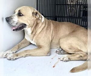 American Pit Bull Terrier Dogs for adoption in Houston, TX, USA