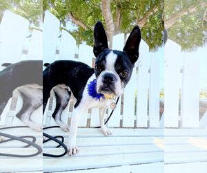 Boston Terrier Dogs for adoption in  Ramona, CA, USA