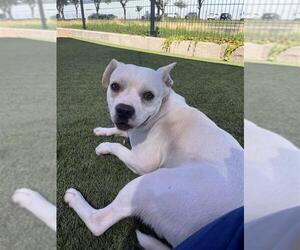 French Bulldog-Unknown Mix Dogs for adoption in Elk Grove, CA, USA