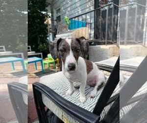 Australian Shepherd-Unknown Mix Dogs for adoption in pomfret, CT, USA
