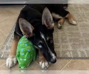 German Shepherd Dog Dogs for adoption in Cupertino, CA, USA