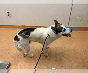 Siberian Husky Dogs for adoption in Martinez, CA, USA