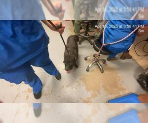 American Pit Bull Terrier Dogs for adoption in Ocala, FL, USA