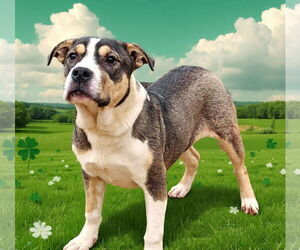 Medium Photo #4 American Bulldog-Unknown Mix Puppy For Sale in Talladega, AL, USA
