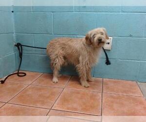 Mutt Dogs for adoption in Downey, CA, USA