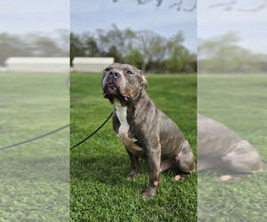 Staffordshire Bull Terrier-Unknown Mix Dogs for adoption in Foristell, MO, USA