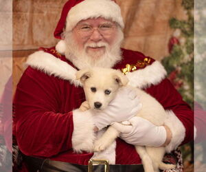 Siberian Husky Dogs for adoption in Columbus, IN, USA