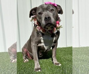 American Staffordshire Terrier-Unknown Mix Dogs for adoption in Redlands, CA, USA