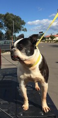 Boston Terrier Dogs for adoption in San Jose, CA, USA