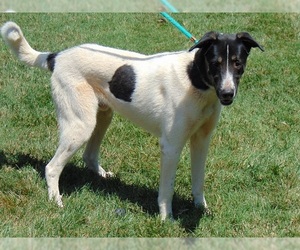 Anatolian Shepherd Dogs for adoption in Charlotte, NC, USA