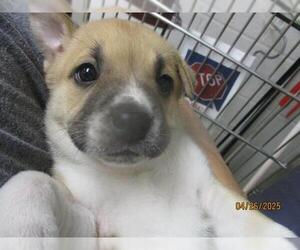 Anatolian Shepherd-Unknown Mix Dogs for adoption in Oklahoma City, OK, USA