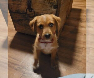 Mutt Dogs for adoption in New London, WI, USA